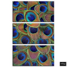 Peacock Feathers   Animals BOX