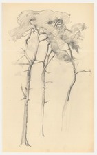 Attrib. John Cluysenaar (1899-1986) - Graphite Drawing, Study of Scots Pine