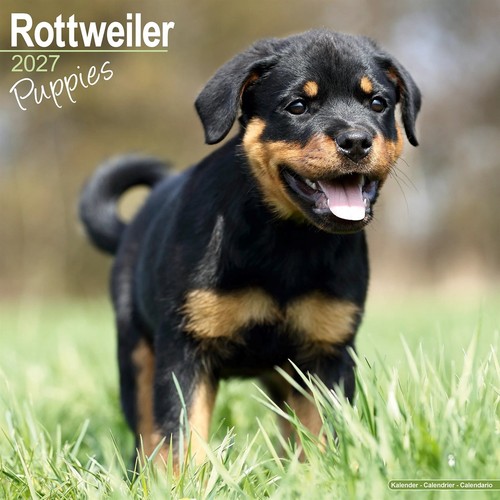 Rottweiler puppies calendar - rottweiler,