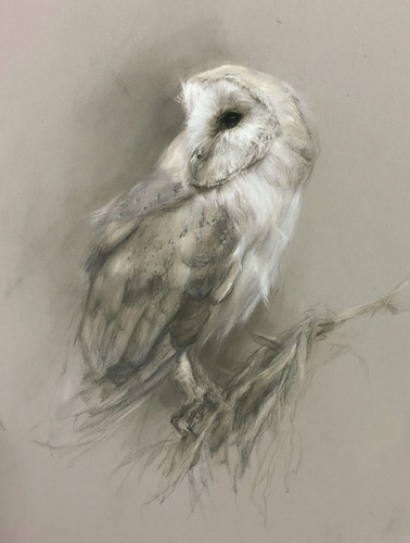 Owl mounted wildlife pastel - owl,