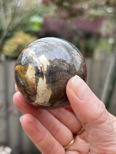 Petrified fossilised wood - petrified,