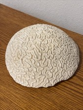 Large Natural Brain Coral