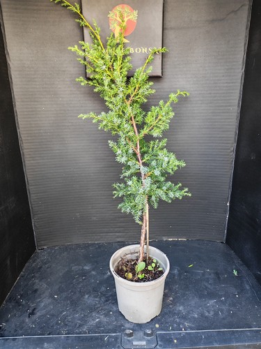 Juniper raw material - juniper, for