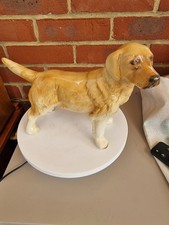 Labrador Golden Retriever