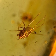 SPIDER in Burmese / Burmite