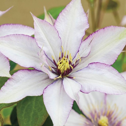 Sammi clematis seeds - 25,