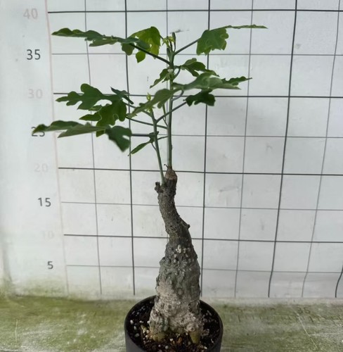 Sale adenia volkensi - sale,