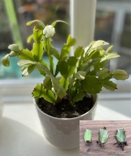 Christmas cactus rooted cuttings x 3