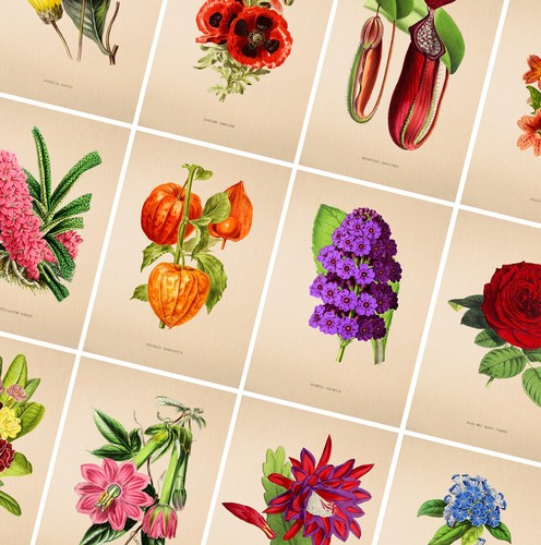 Vintage flower prints floral - prints,