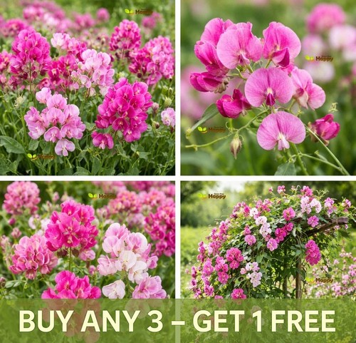 Everlasting sweet pea - everlasting,