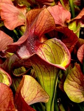 Sarracenia x Asbo Giant Carnivorous Bog Plant