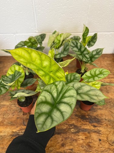 Alocasia golden dragon - alocasia, ‘golden