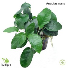 Anubias 50 species Live