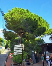 Pinus Pinea Italian Stone Pine