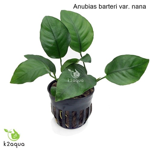 Anubias species live - anubias,