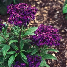 Heliotrope Marine Scented