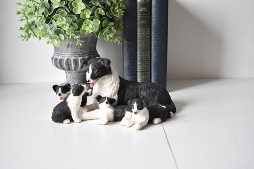 Leonardo border collie with - border,