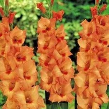 12 x GLADIOLI Peter Pears -