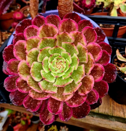 Aeonium ecstacy variegated - |,