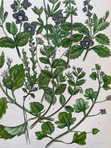 Antique chromolithograph - , of