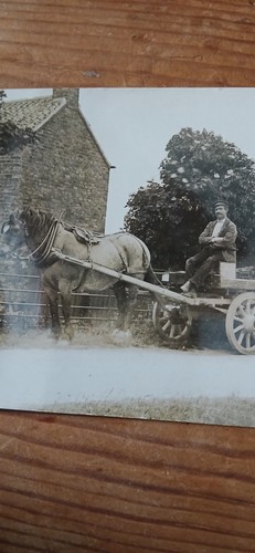 Rppc vintage postcard - rppc, horse