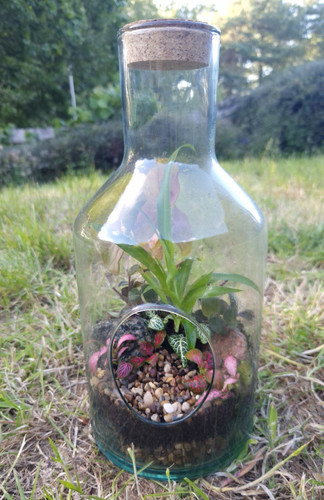 Glass bottle terrarium - glass,