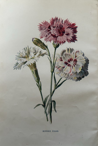 Antique print border - antique, pinks
