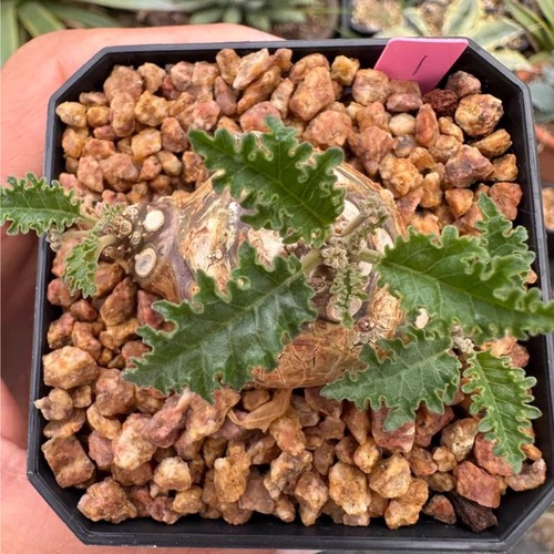 1pcs 5cm seedgrowth seedling - 1pcs, 4-5cm