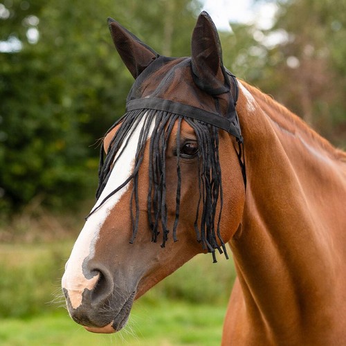 Qhp fly insect horse fringe - fly,