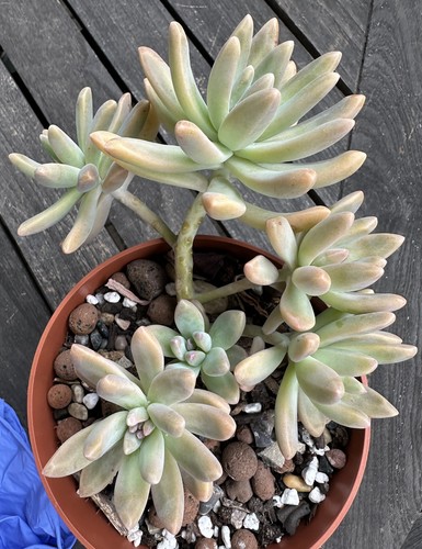 Graptosedum darley sunshine