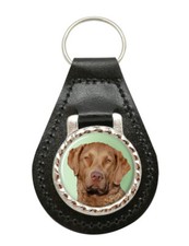 Chesapeake Bay Retriever