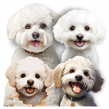 Bichon Frise Stickers Laptop