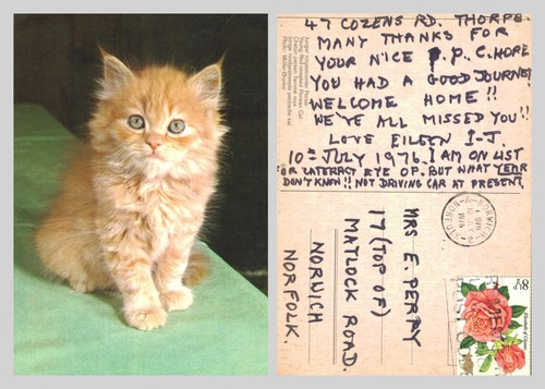 Vintage postcard ginger - postcard,