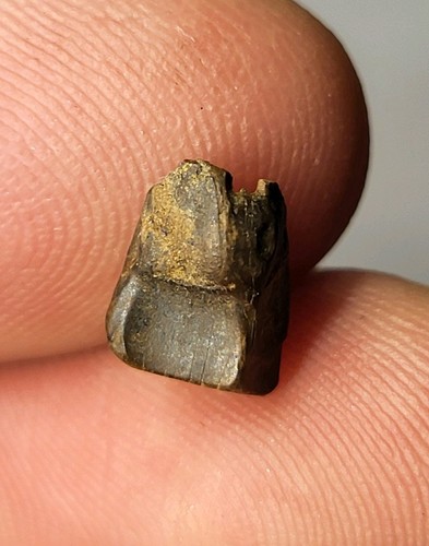 Triceratops tooth genuine - tooth, hell