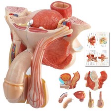 Anatomical Male Reproductive