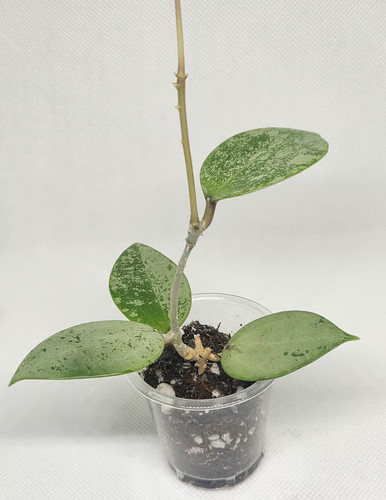 Hoya verticillata silver - hoya,