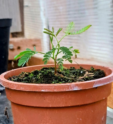 Acacia dealbata seedling - acacia,