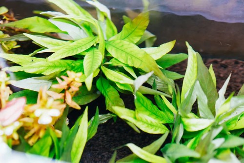 Hygrophila augustifolia - hygrophila,