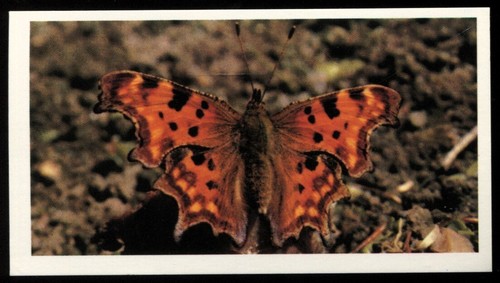 Tobacco card doncella - tobacco, card,