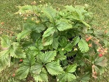 Wild Strawberry - 50 Industry Quality Seeds