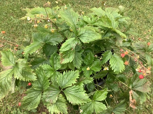 Wild strawberry 50 industry - wild,
