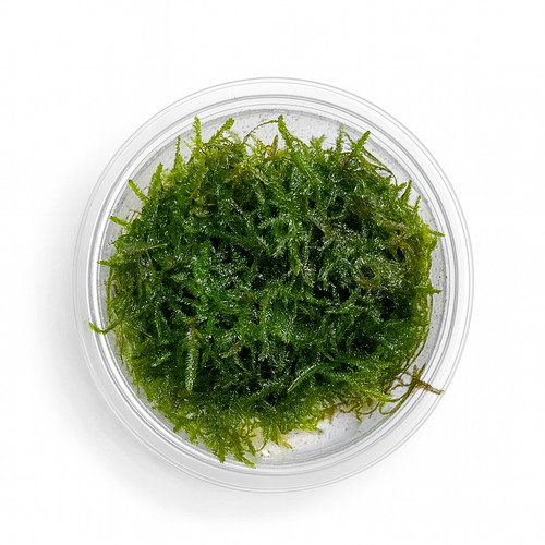 Christmas moss vesicularia - christmas, (vesicularia