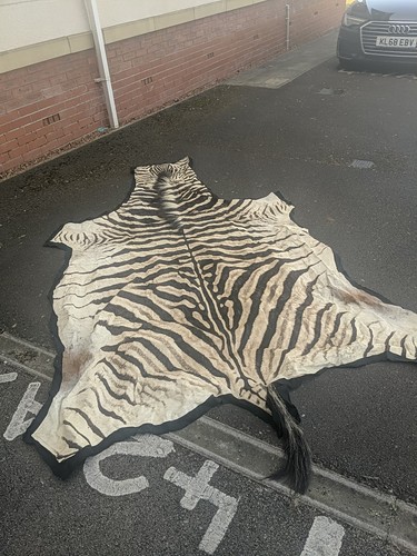 Real zebra skin - real,
