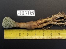 Cactus pelecyphora  /40705/ H