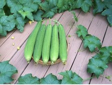 Bangladeshi ,Asian,Hybrid Sponge Gourd,luffa,Dundul Vegetable - 8 Seeds