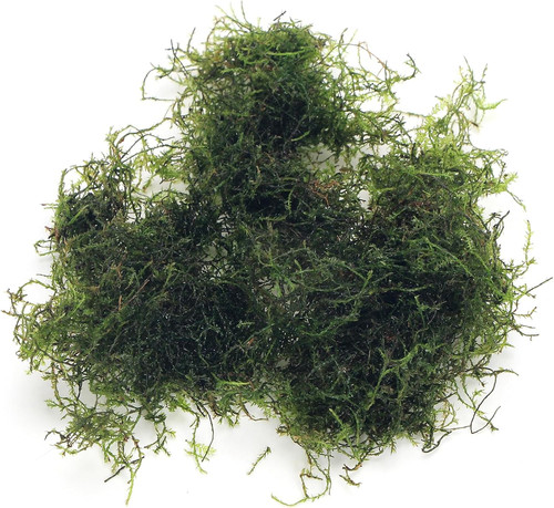 K2aqua grams java moss - k2aqua,