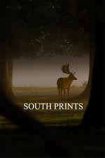 Deer Stag At Bushy Park London