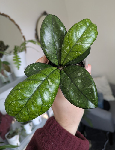 Hoya crassipetiolata - hoya,