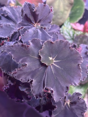 Begonia black mambo - black,