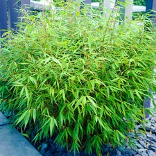 Fargesia rufa bamboo - bamboo, 40-50cm